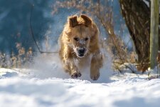 Hund Schnee werdepate pixabay cc publicdomain