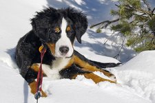 Hund schnee bernese wernerbrigitte pixabay cc publicdomain